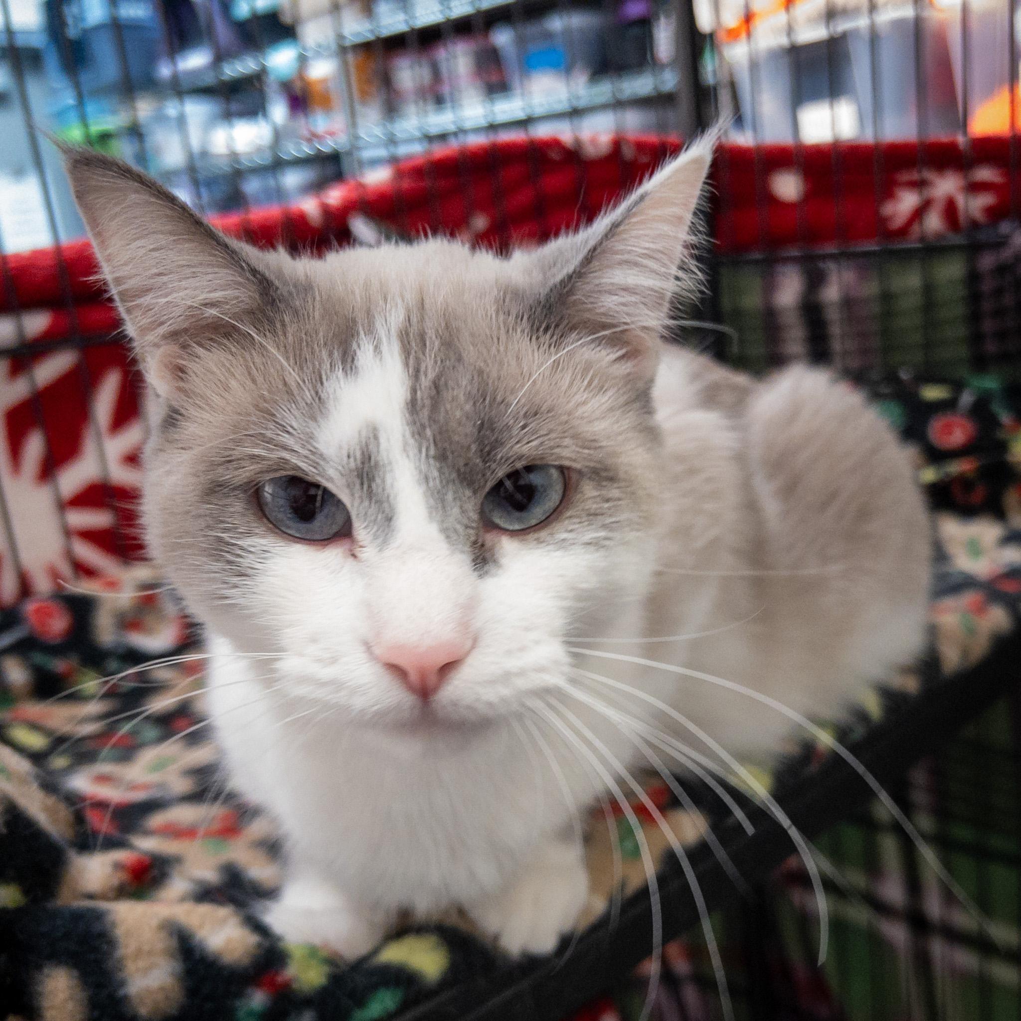 Enlarge Luna, a ADOPTABLE mixed breed in Overland Park, KS image 4/4