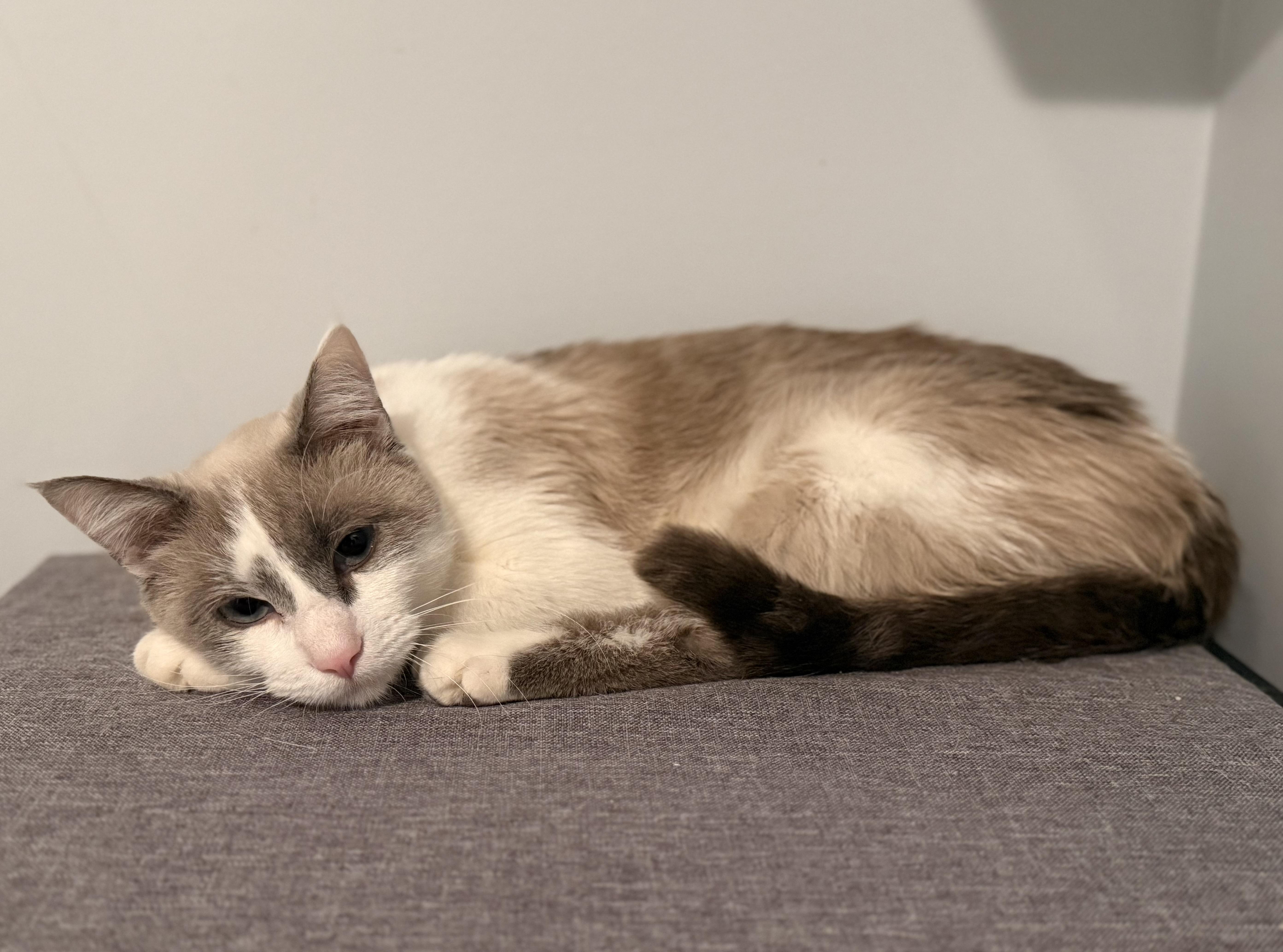 Enlarge Luna, a ADOPTABLE mixed breed in Overland Park, KS image 1/1