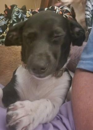 KIPPER, a Adoptable mixed breed in fort worth, TX image 1/3