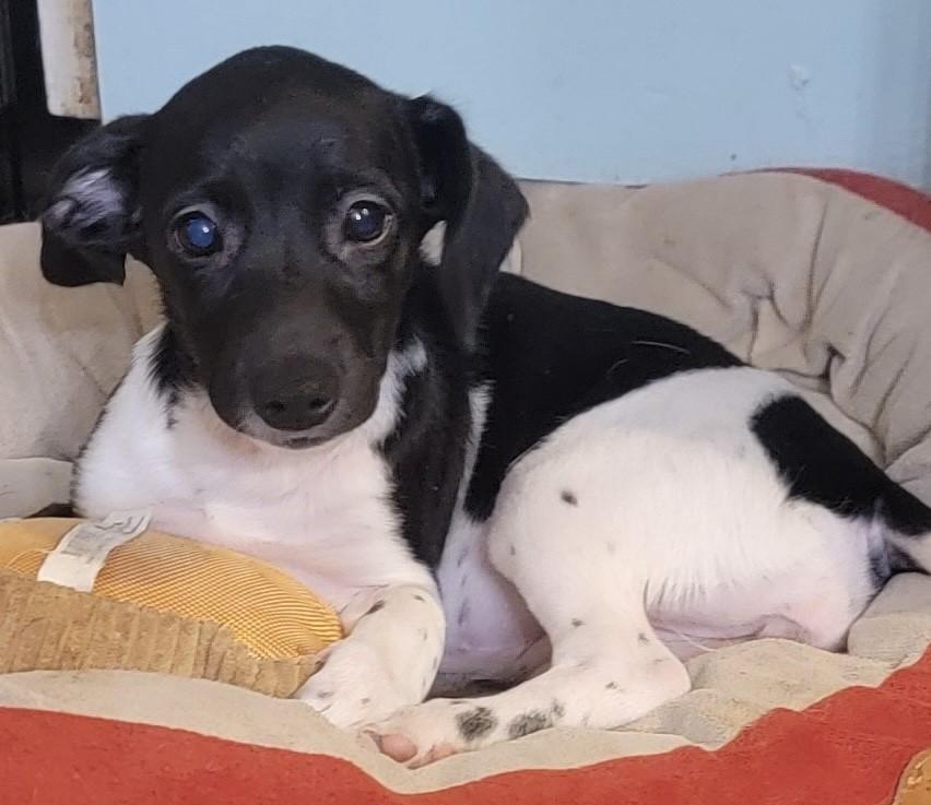 KIPPER, a Adoptable mixed breed in fort worth, TX image 2/3