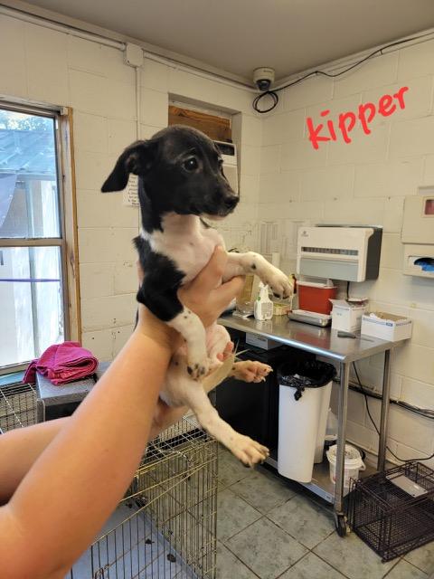 KIPPER, a Adoptable mixed breed in fort worth, TX image 3/3