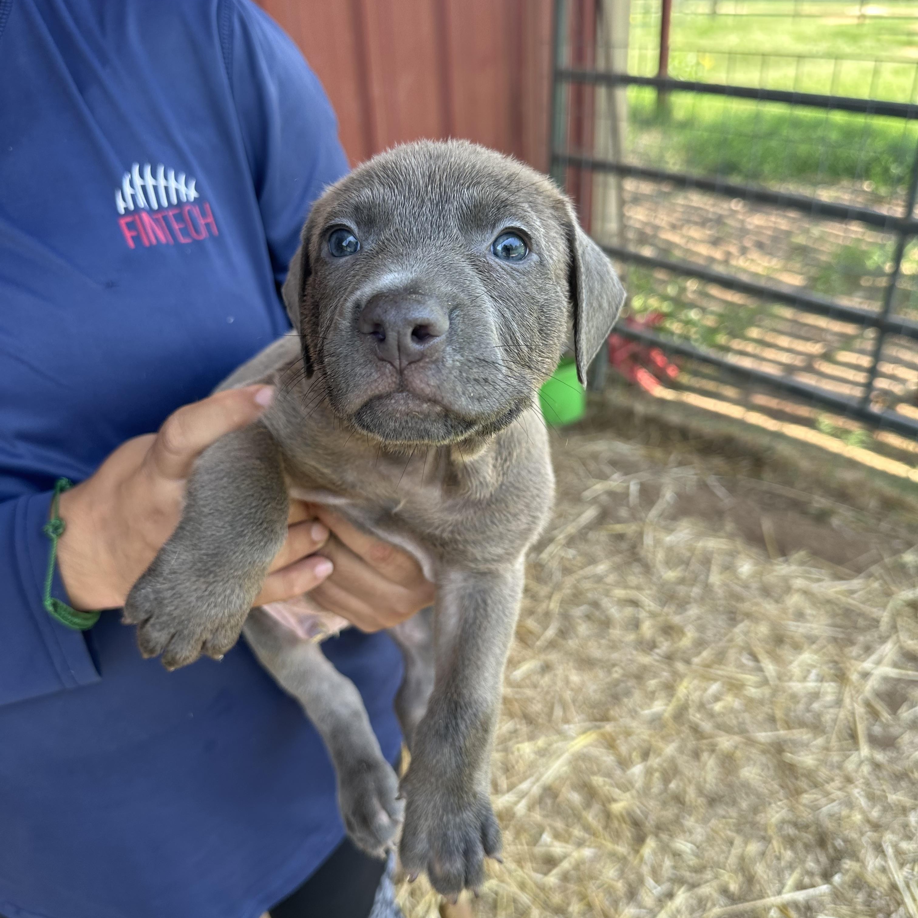 Gandalf Mixed Breed Dog