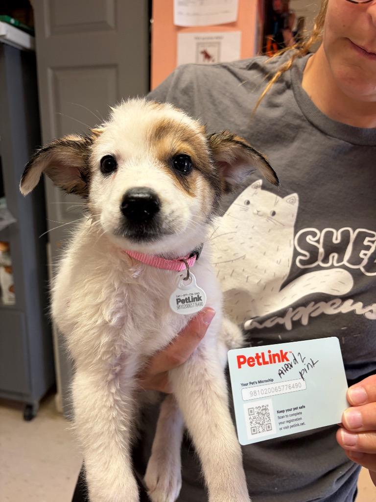 Alford 2, Adoptable, Young Female Great Pyrenees & Cattle Dog.