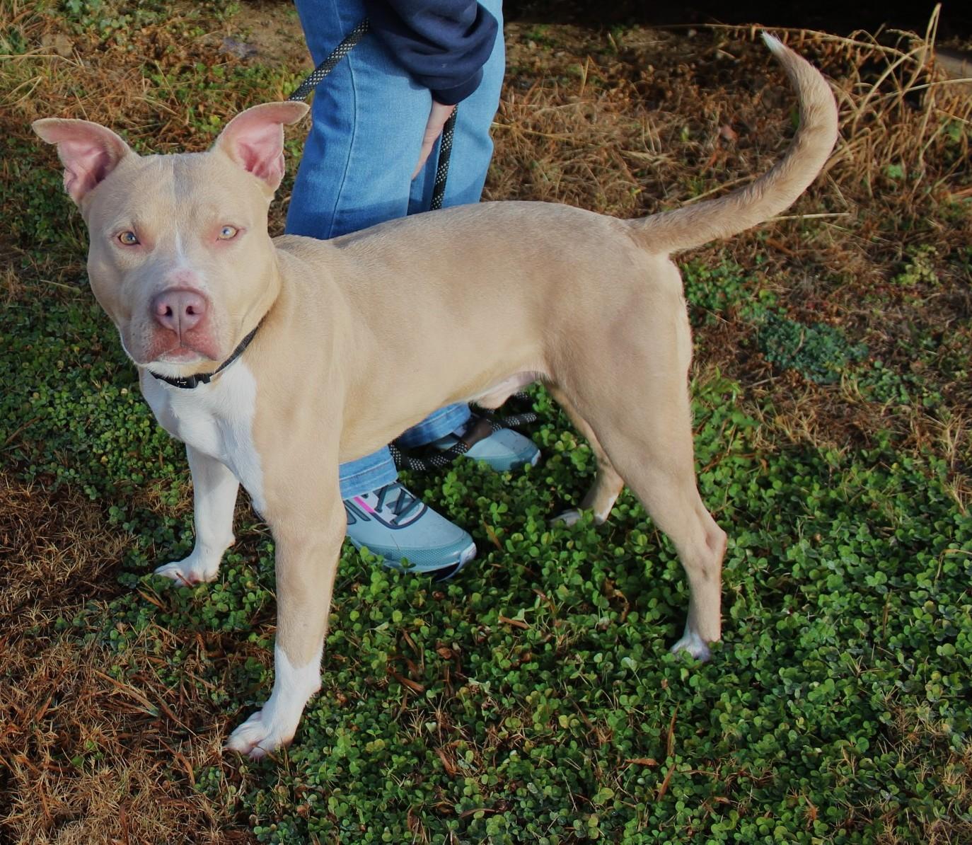 Enlarge DEVON, a ADOPTABLE mixed breed in Claremore, OK image 1/2