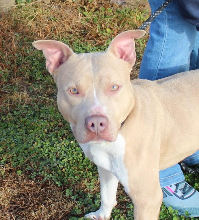 Enlarge DEVON, a ADOPTABLE mixed breed in Claremore, OK image 2/2