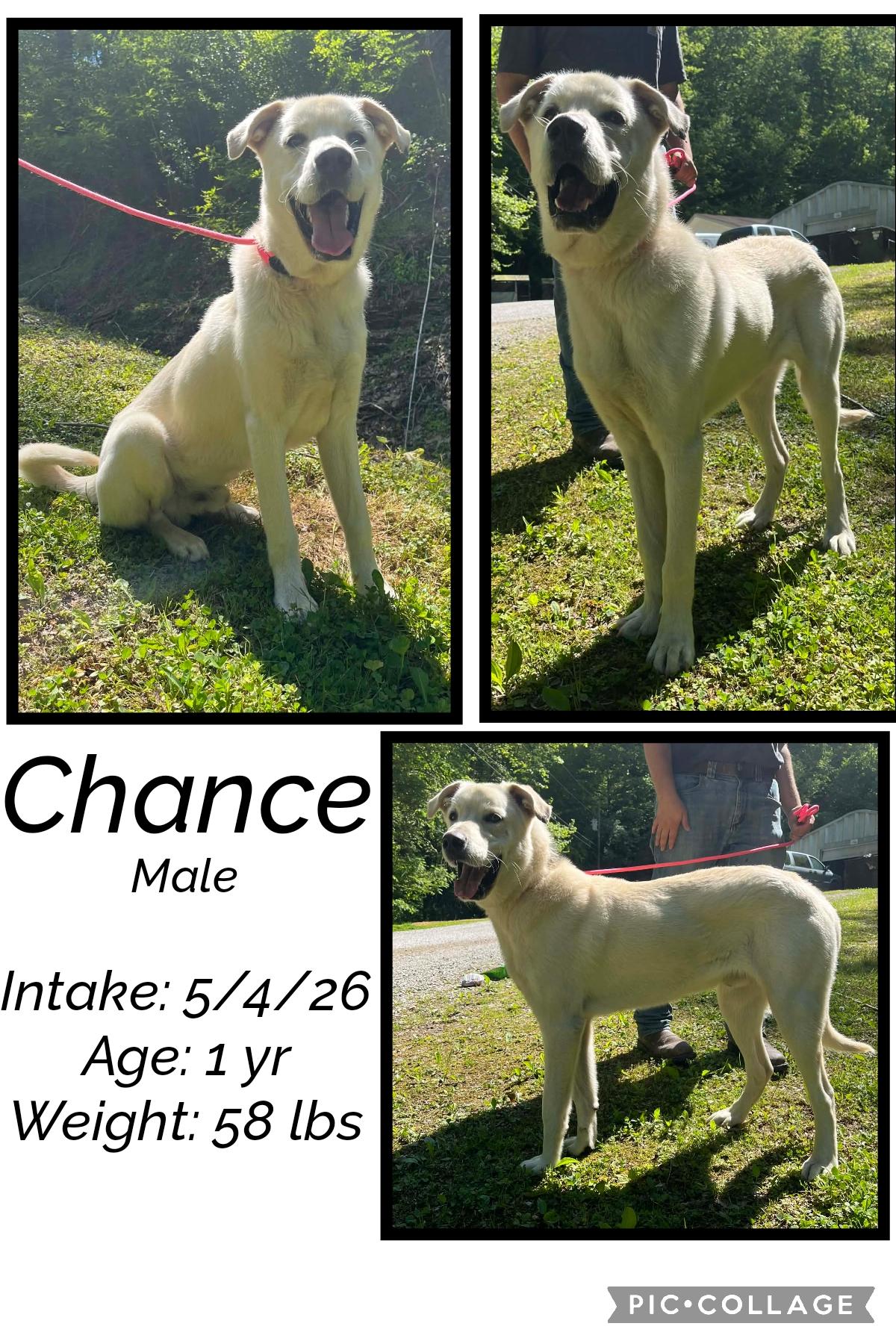 Chance, ADOPTABLE, Adult Male Labrador Retriever.