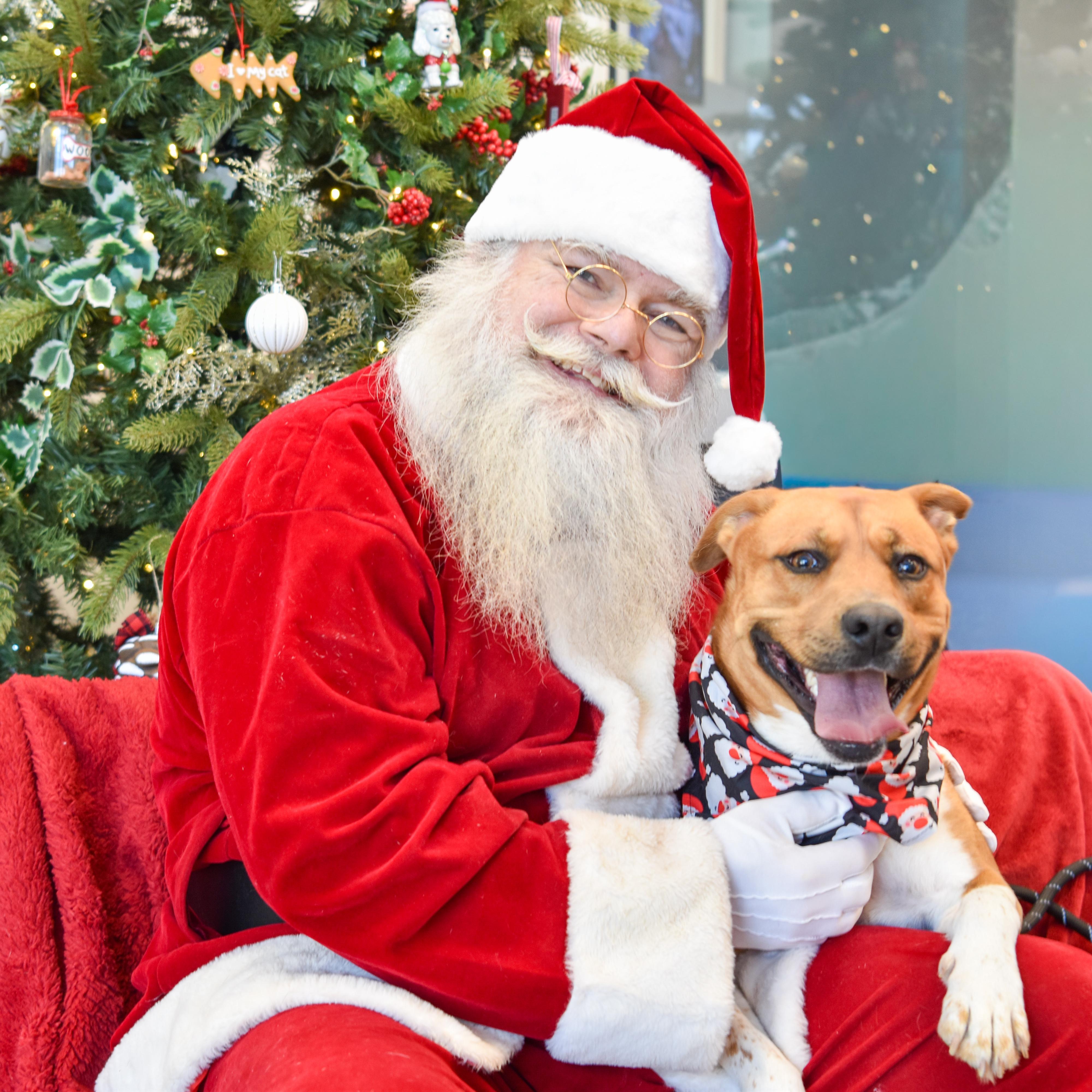 Jethro, a Adoptable mixed breed in Lancaster, SC image 6/6