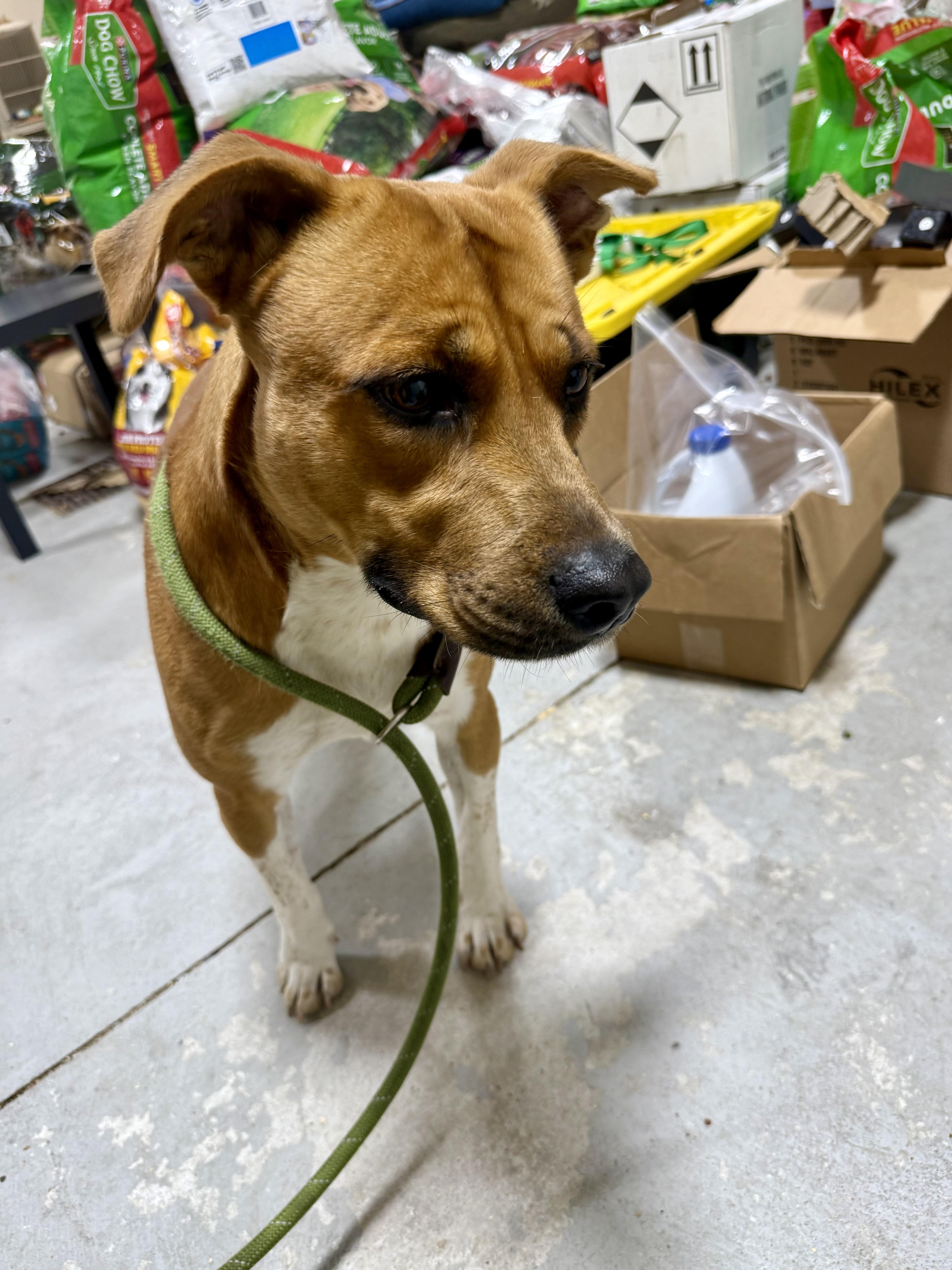 Jethro, a Adoptable mixed breed in Lancaster, SC image 2/6
