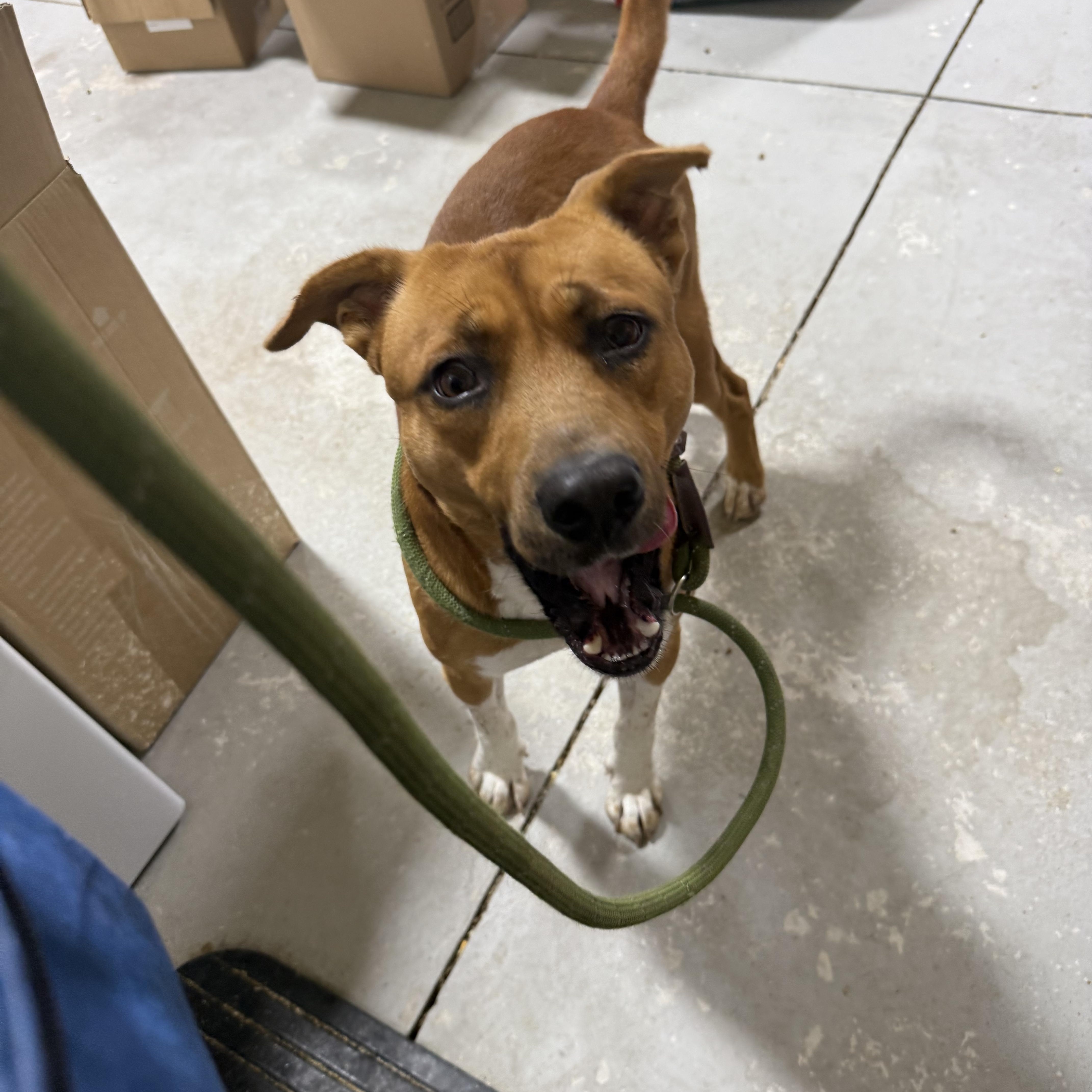 Jethro, a Adoptable mixed breed in Lancaster, SC image 3/6