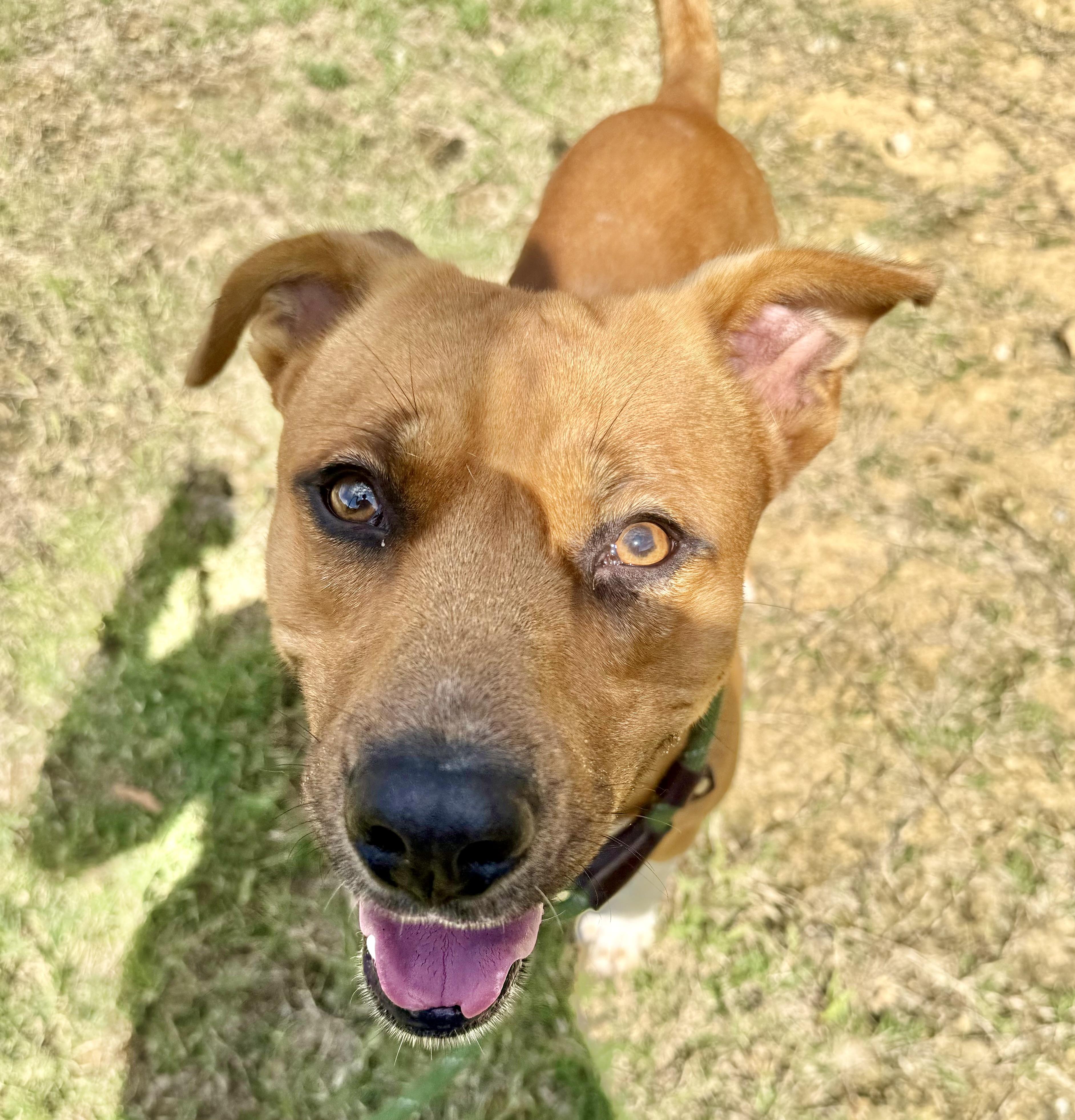 Jethro, a Adoptable mixed breed in Lancaster, SC image 4/6