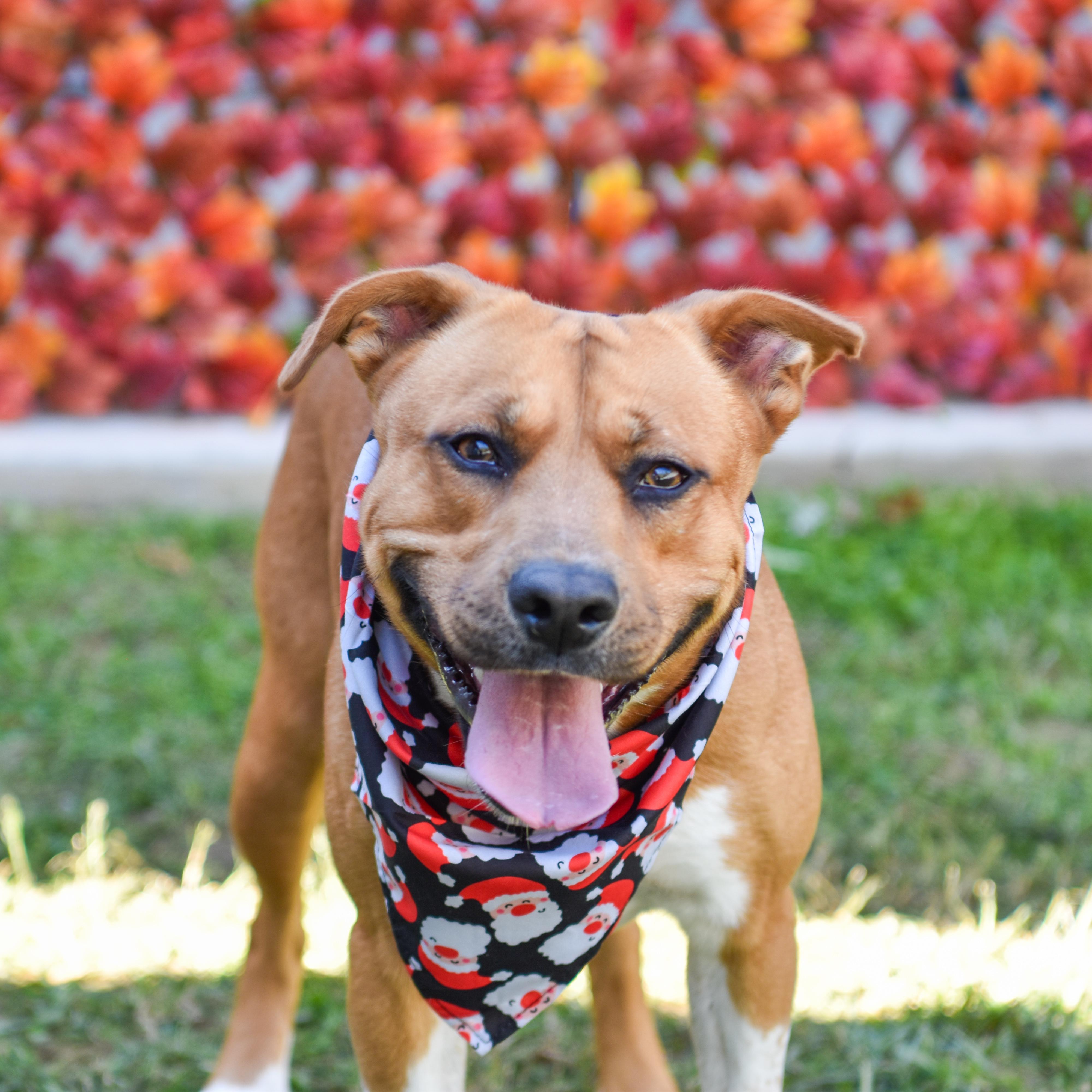Jethro, a Adoptable mixed breed in Lancaster, SC image 1/6