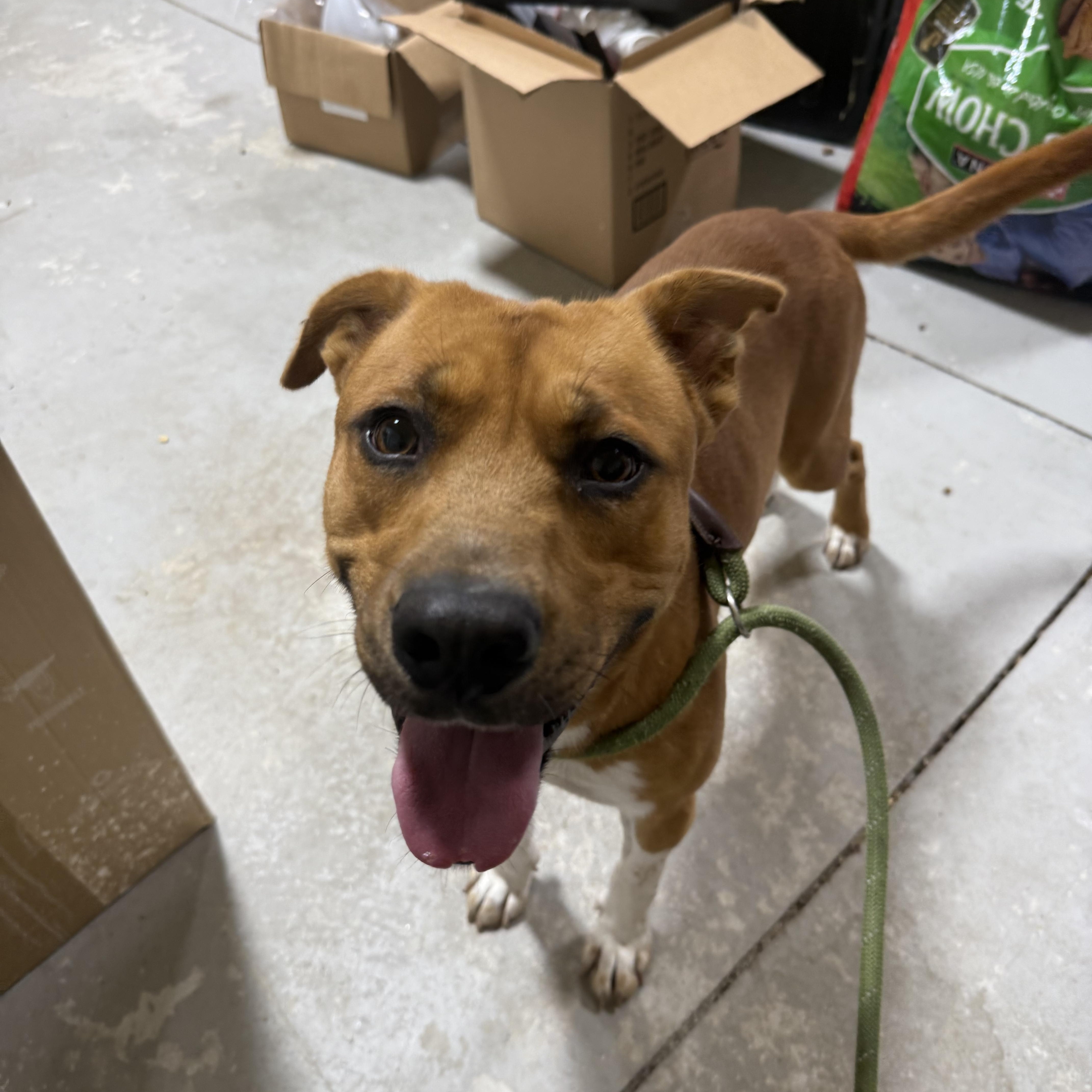 Jethro, a Adoptable mixed breed in Lancaster, SC image 5/6