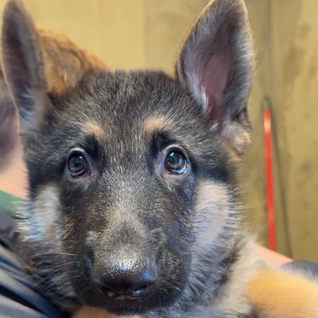 Cleo, Adoptable, Puppy Female German Shepherd Dog.