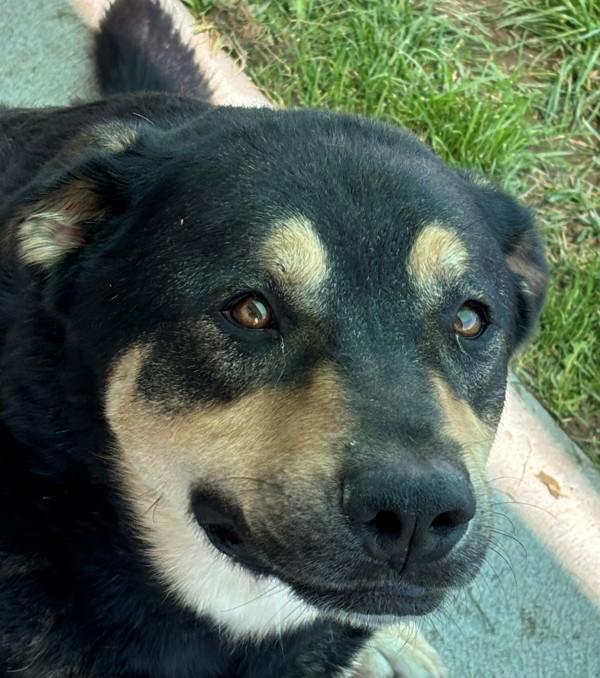 Rex 46643, Adoptable, Adult Male German Shepherd Dog & Labrador Retriever.