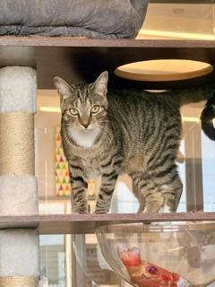 Enlarge Jasmine Rice, a Adoptable Domestic Short Hair in Winter Haven, FL image 1/3