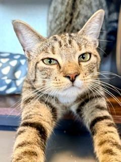 Enlarge Jasmine Rice, a Adoptable Domestic Short Hair in Winter Haven, FL image 2/3