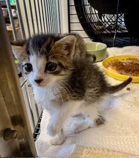 Enlarge Jasmine Rice, a Adoptable Domestic Short Hair in Winter Haven, FL image 3/3