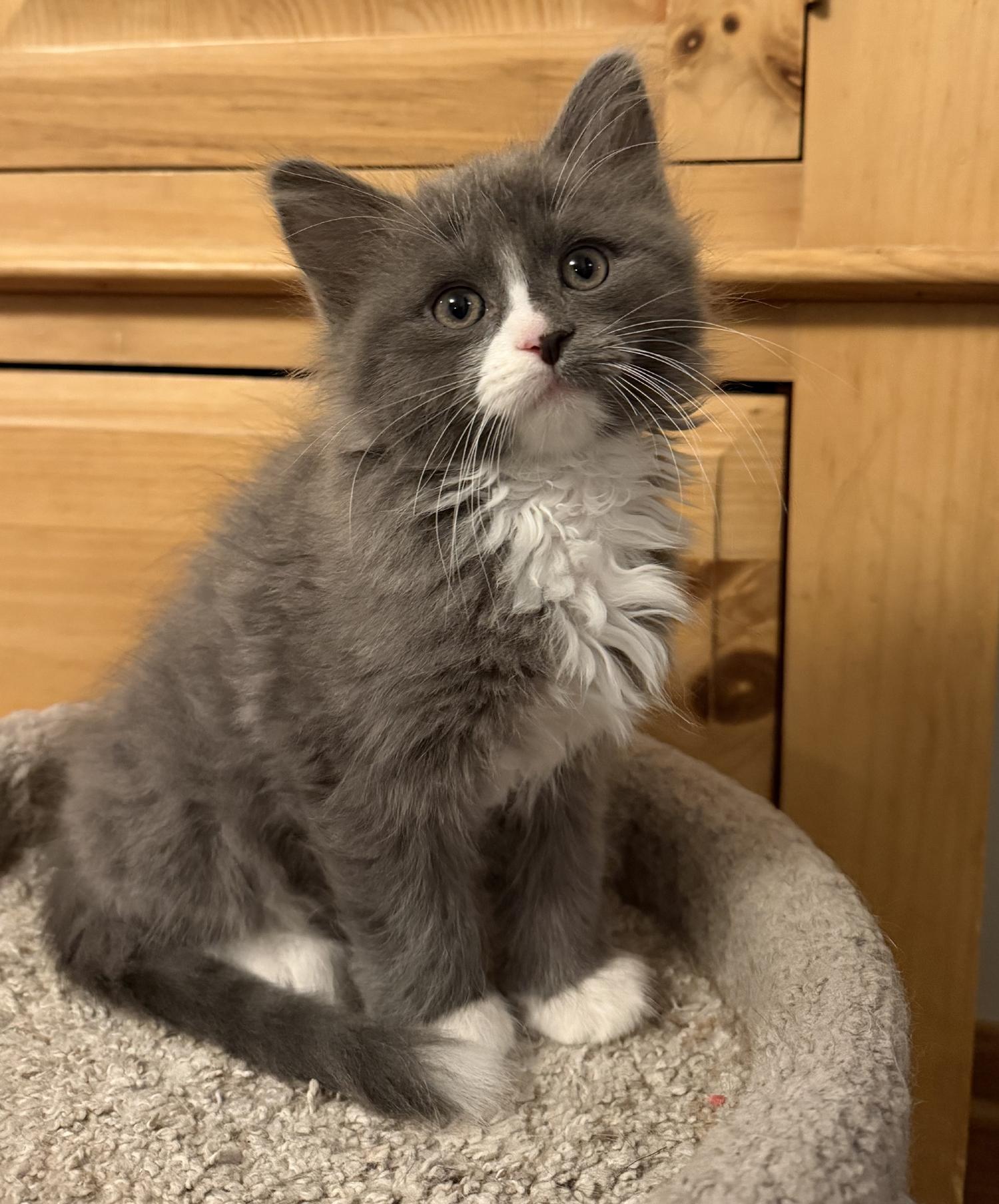 Meatball, adopted, Kitten Male Domestic Medium Hair.