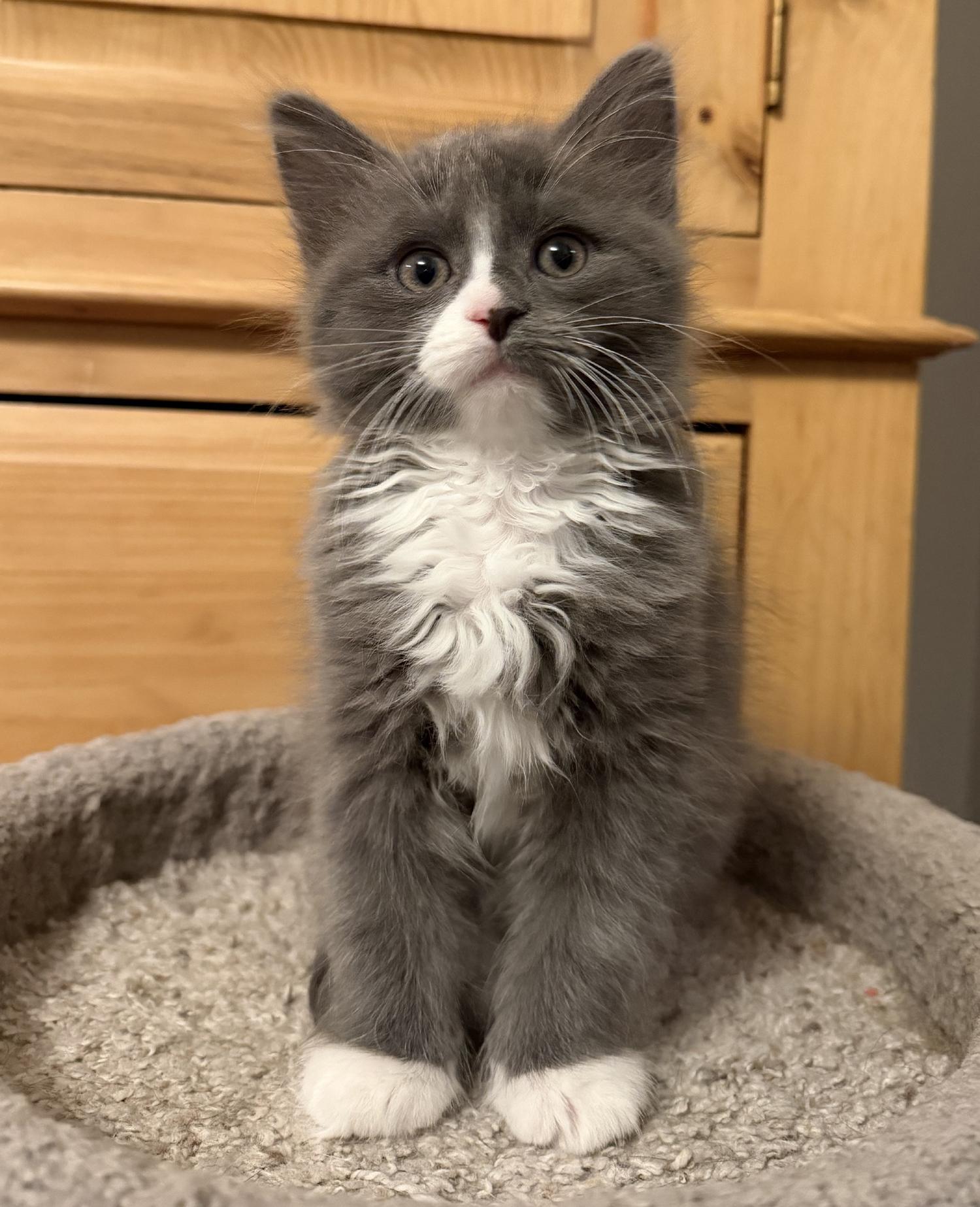 Enlarge Meatball, an adopted Domestic Medium Hair in Wadsworth, OH image 2/2