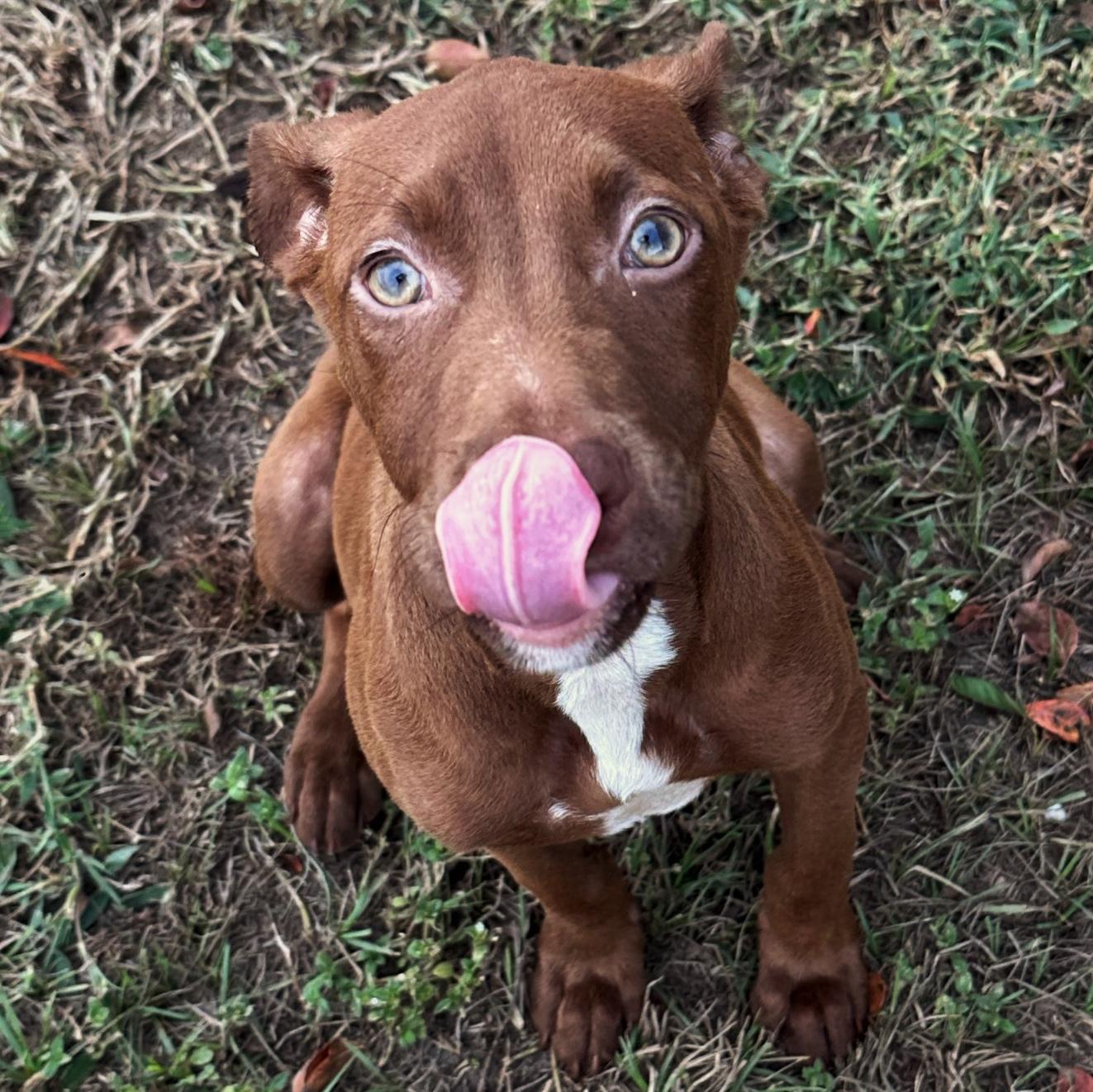 Enlarge London, an adoptable mixed breed in Valdosta, GA image 2/3