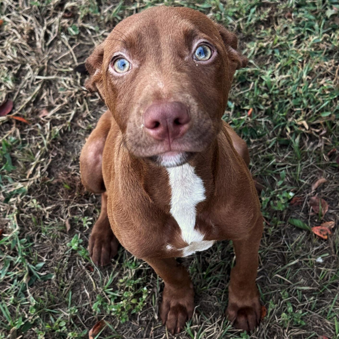 Enlarge London, an adoptable mixed breed in Valdosta, GA image 3/3