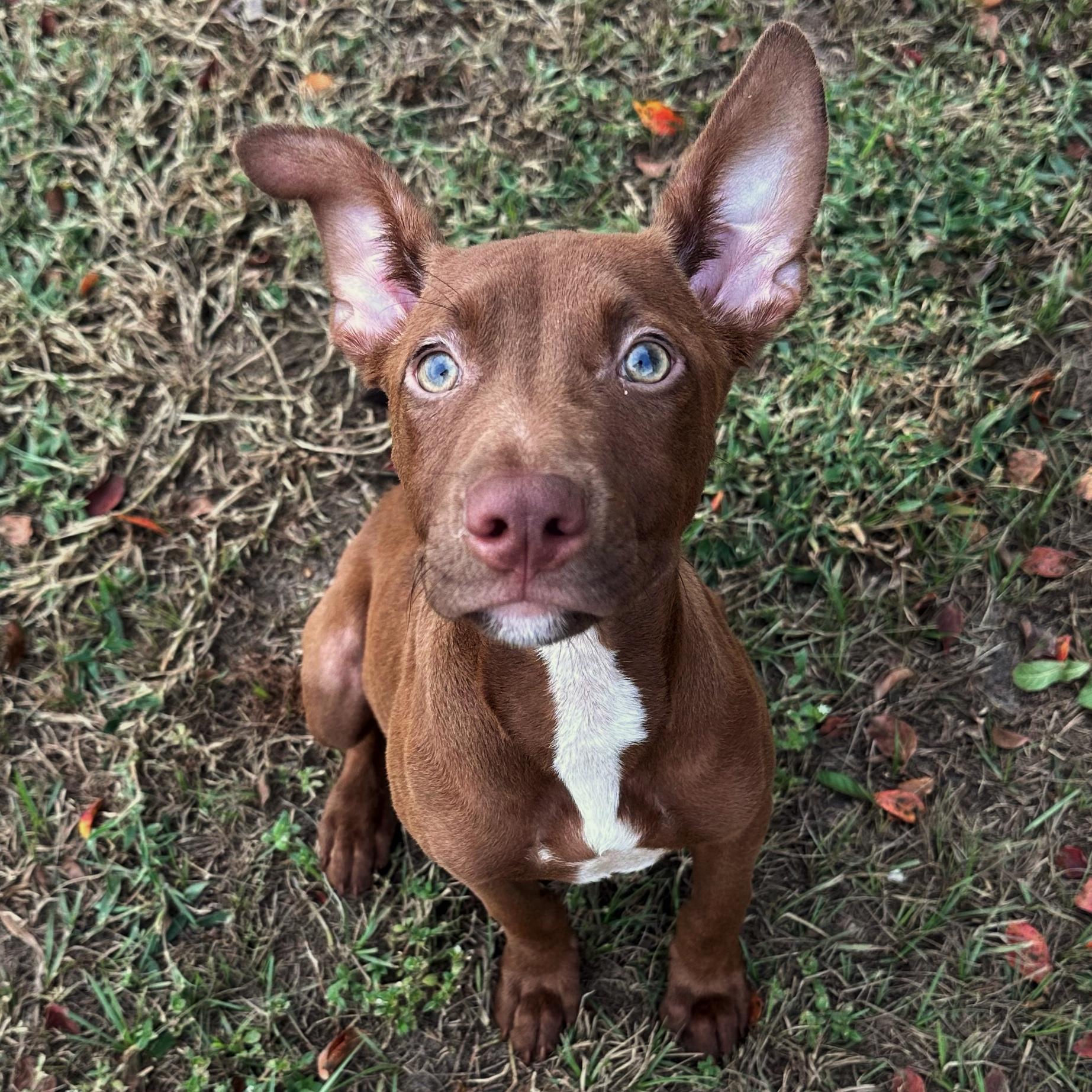 London, adoptable, Puppy Female Rat Terrier & Pit Bull Terrier.
