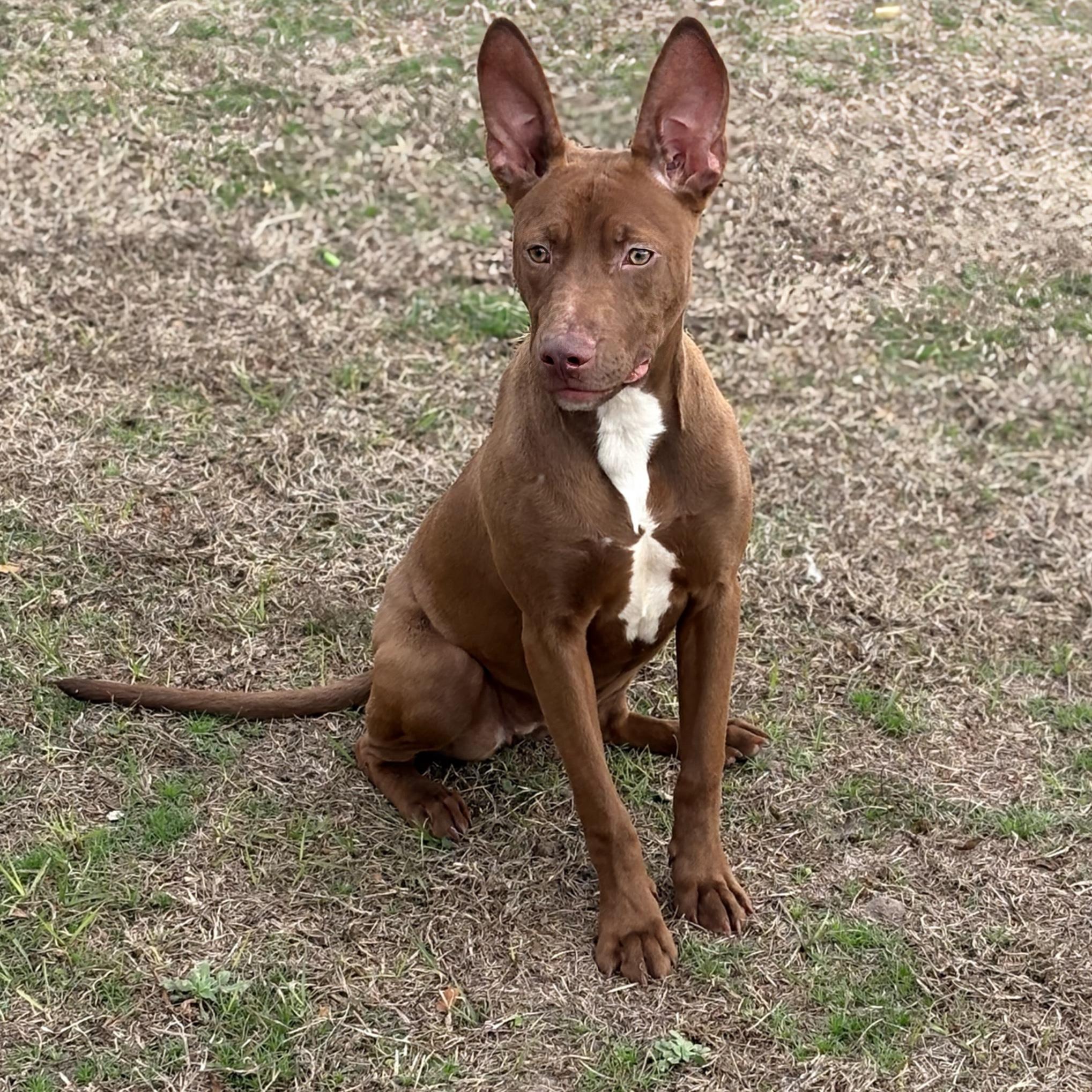 London, adoptable, Puppy Female Rat Terrier & Pit Bull Terrier.