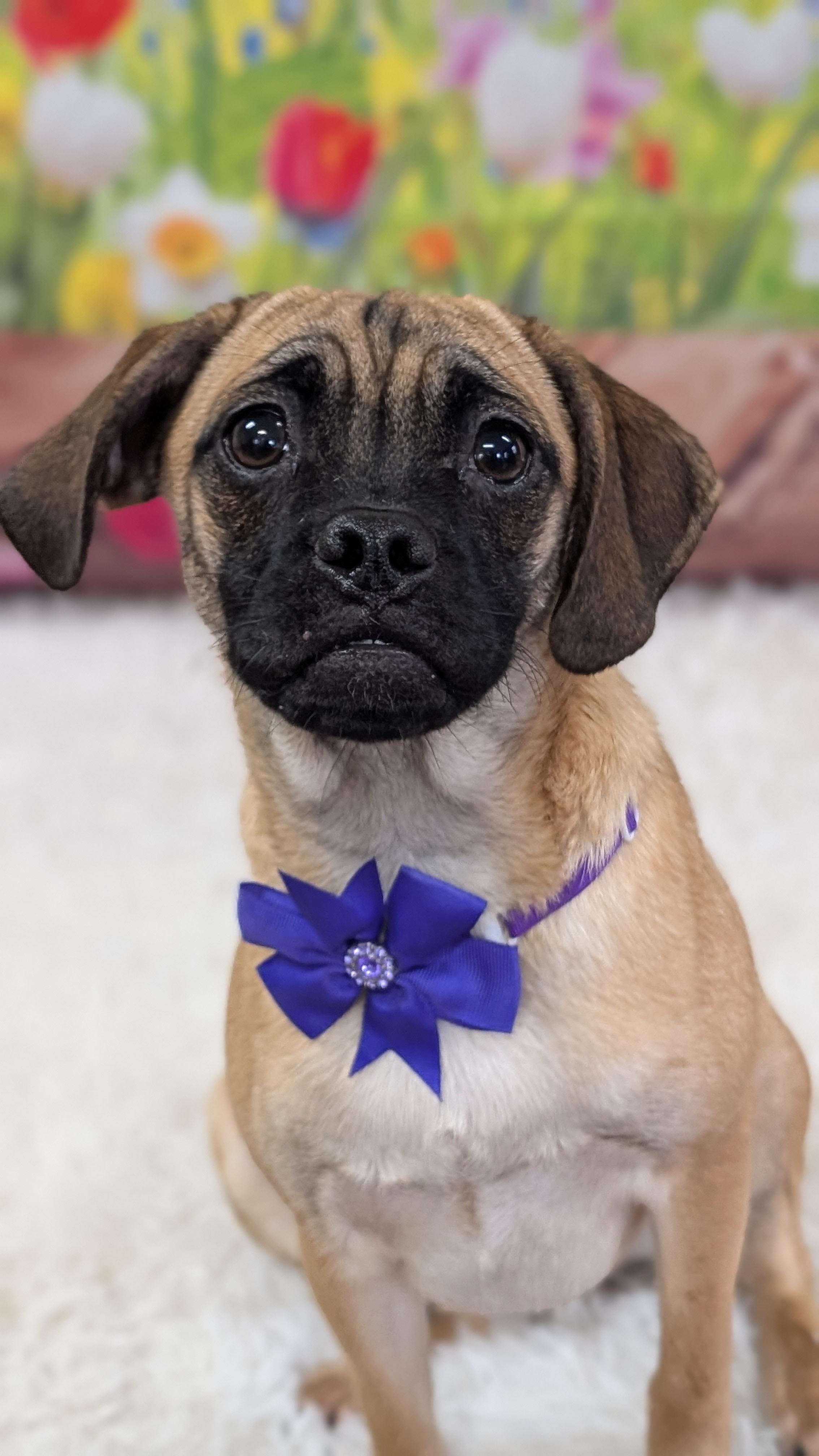 Enlarge Olive, an adopted mixed breed in Sturgis, MI image 3/5