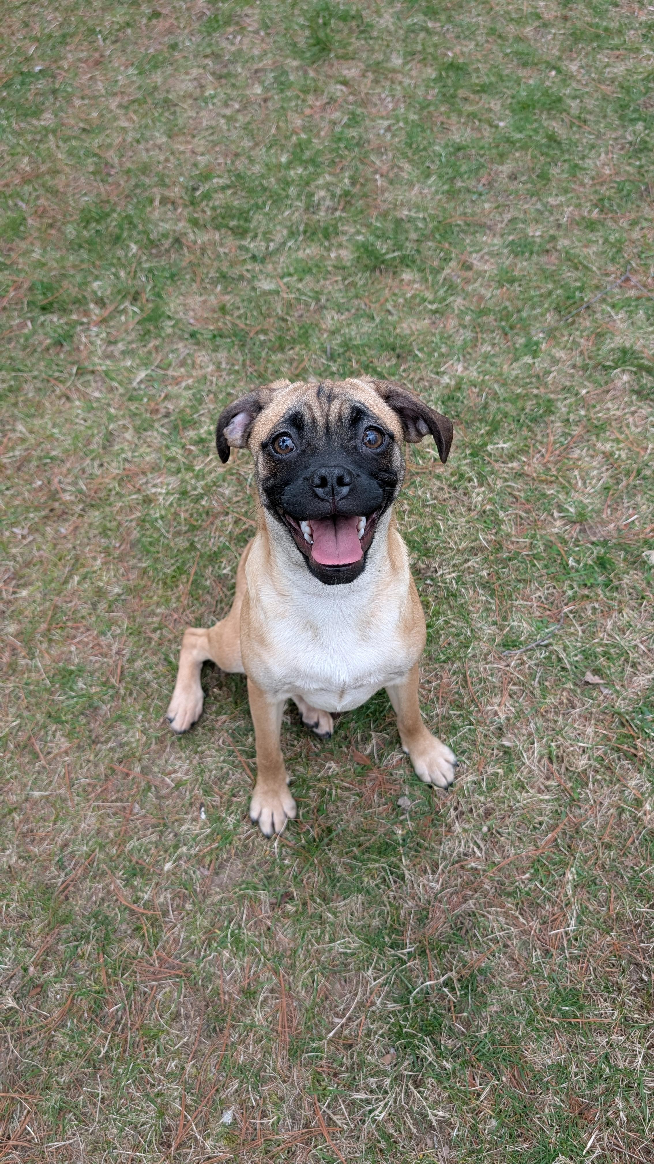 Olive, adopted, Young Female Puggle.