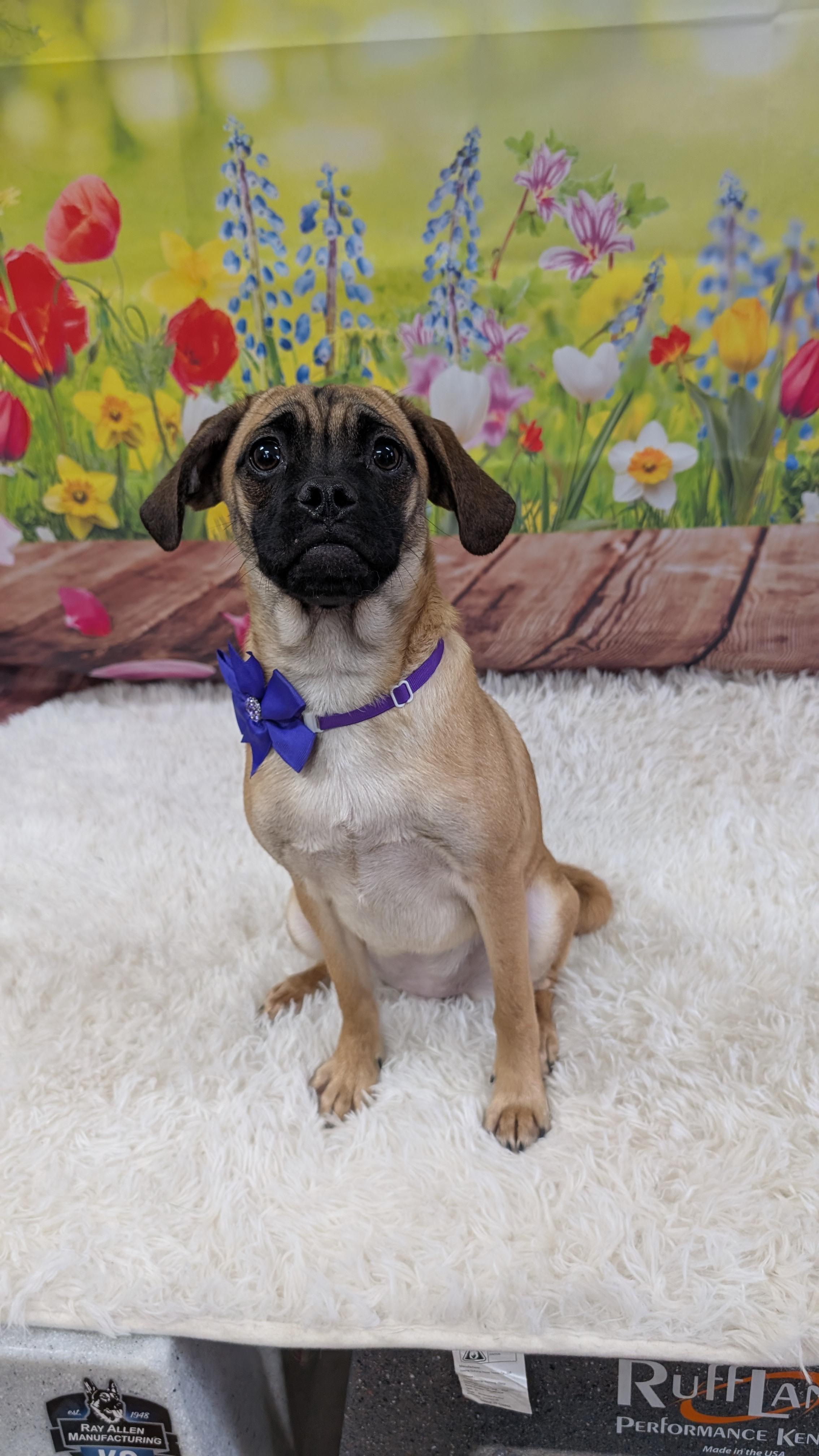 Enlarge Olive, an adopted mixed breed in Sturgis, MI image 2/5