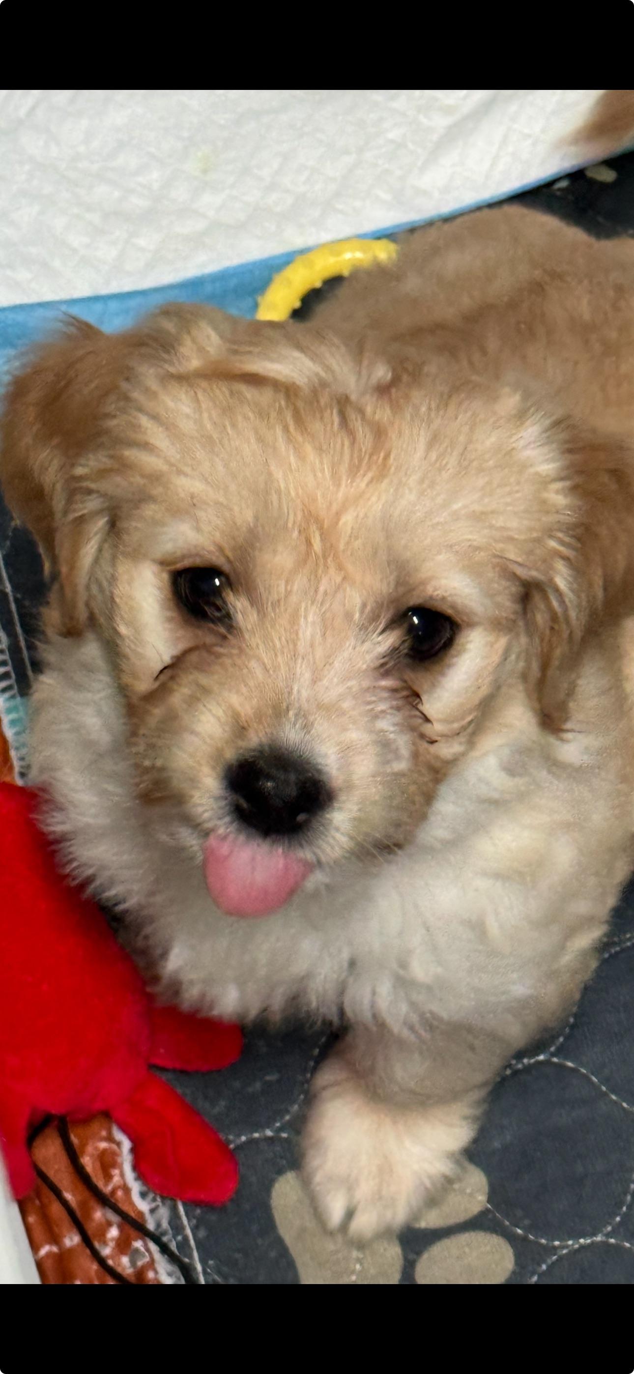 Enlarge Snickers, a ADOPTABLE mixed breed in Vacaville, CA image 3/5