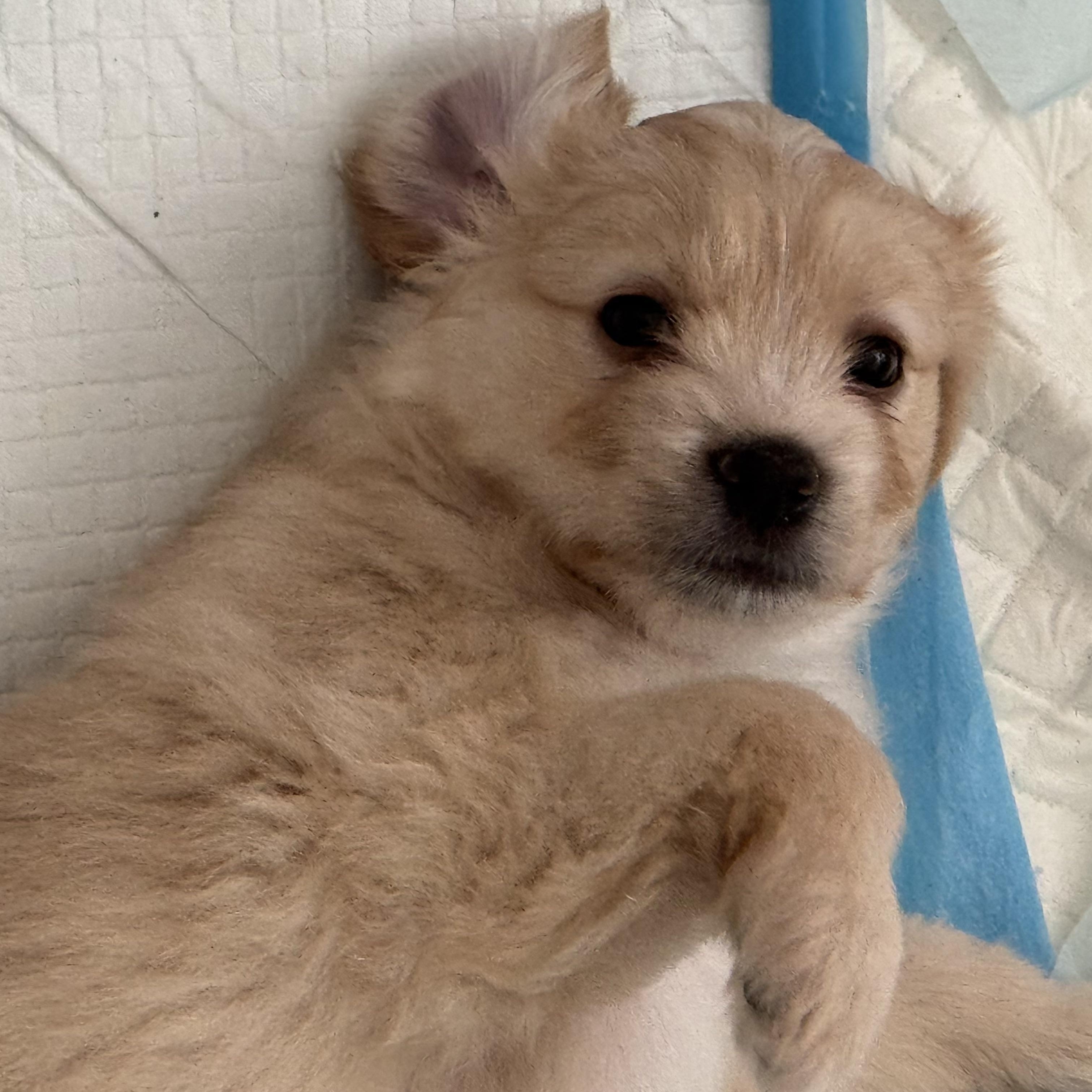 Enlarge Snickers, a ADOPTABLE mixed breed in Vacaville, CA image 2/5