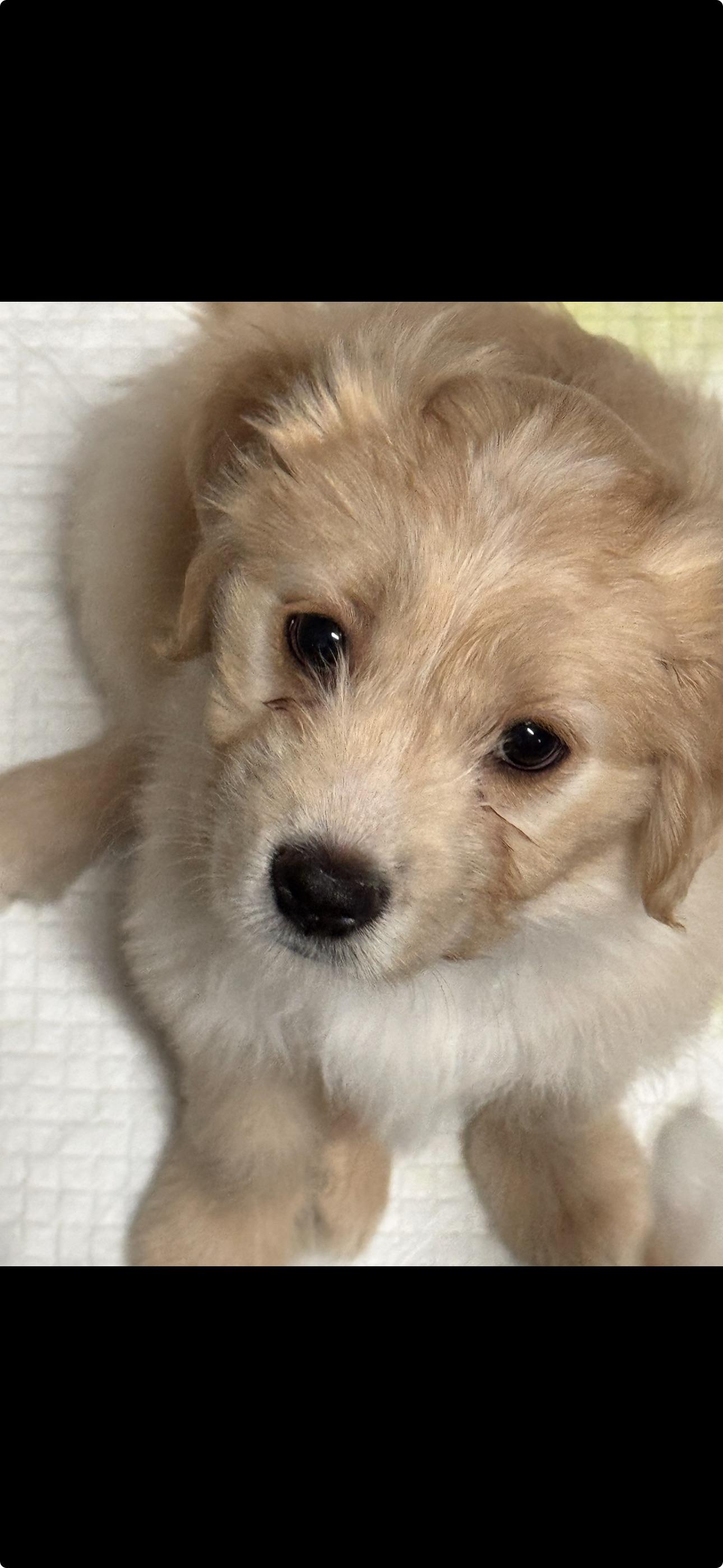 Enlarge Snickers, a ADOPTABLE mixed breed in Vacaville, CA image 4/5