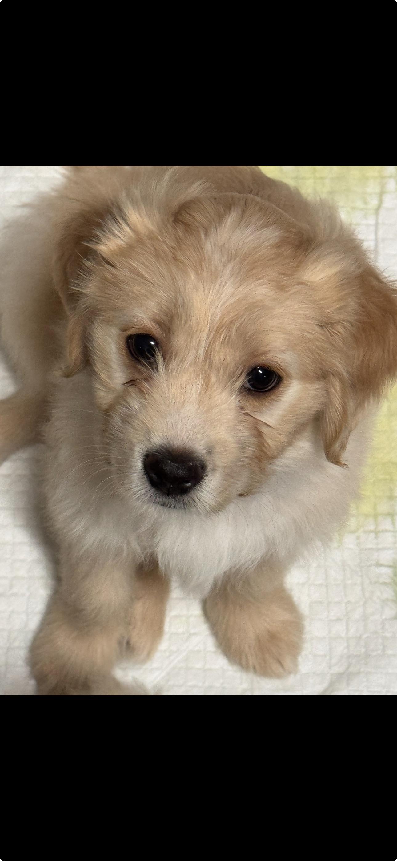 Enlarge Snickers, a ADOPTABLE mixed breed in Vacaville, CA image 1/5