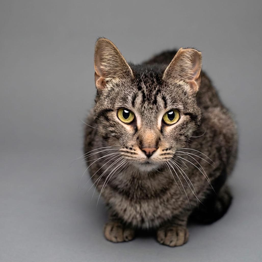 Stacy, Adoptable, Adult Female Domestic Short Hair.