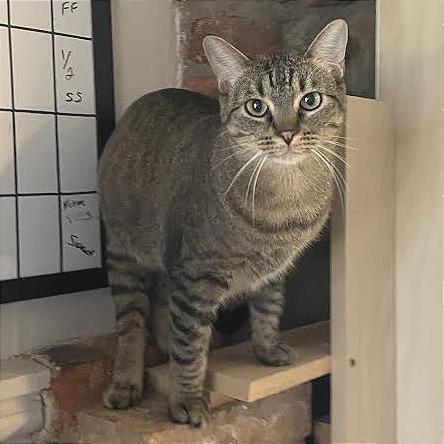 Sophie Sue, Adoptable, Adult Female Domestic Short Hair.