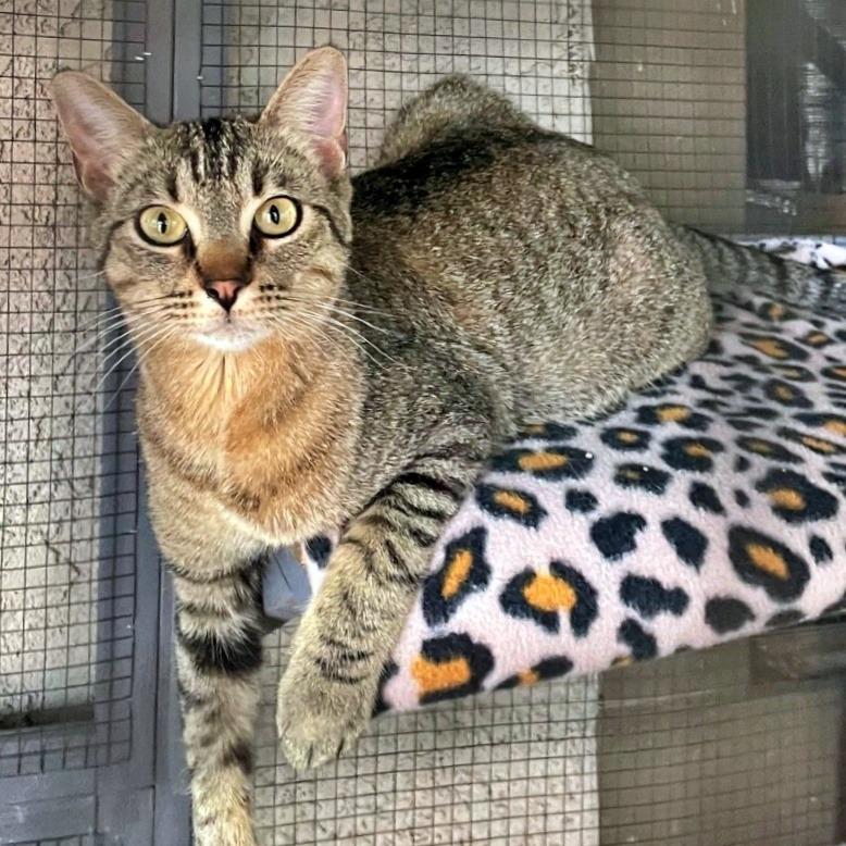 Sophie Sue, Adoptable, Adult Female Domestic Short Hair.