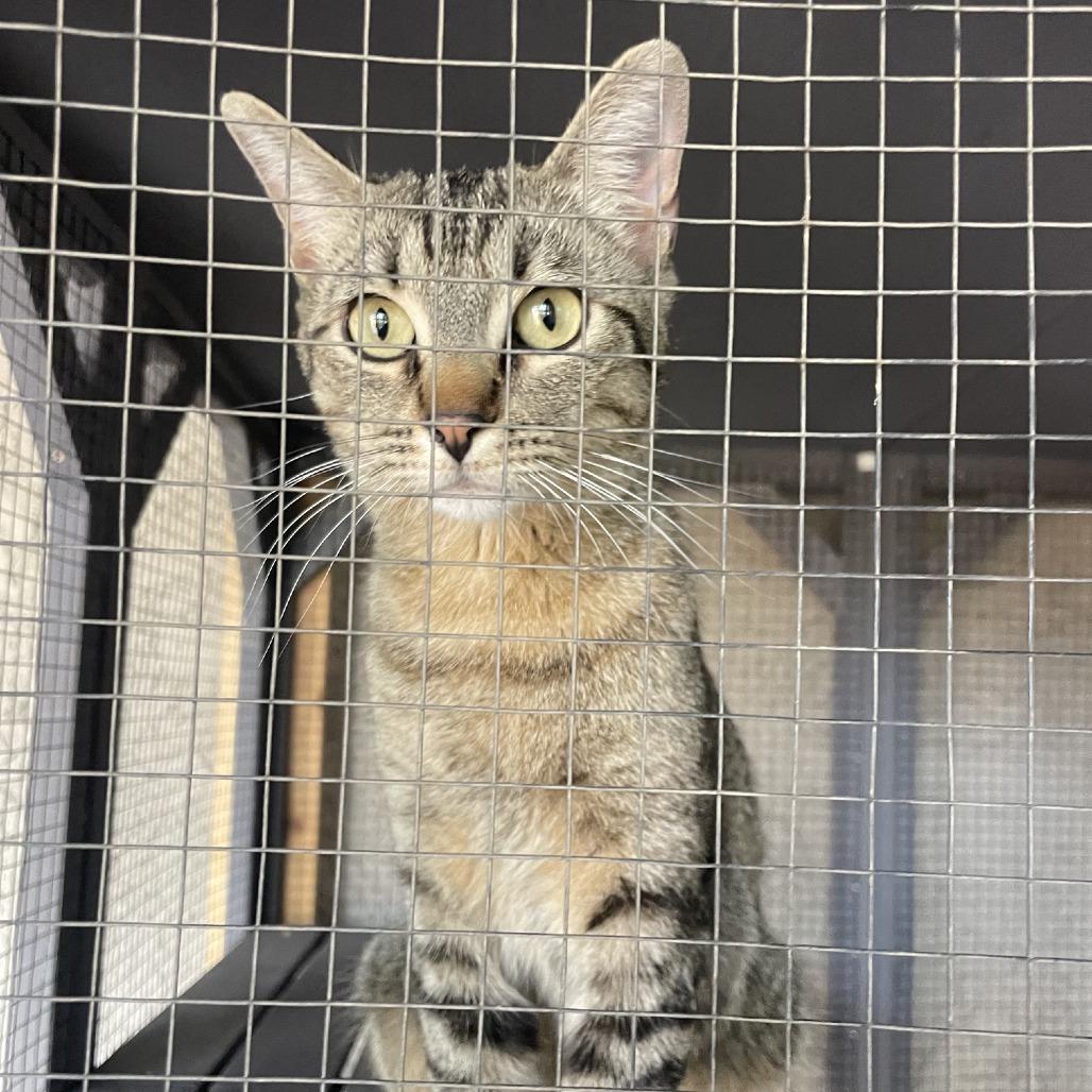 Sophie Sue, a Adoptable Domestic Short Hair in Prescott, AZ image 2/6
