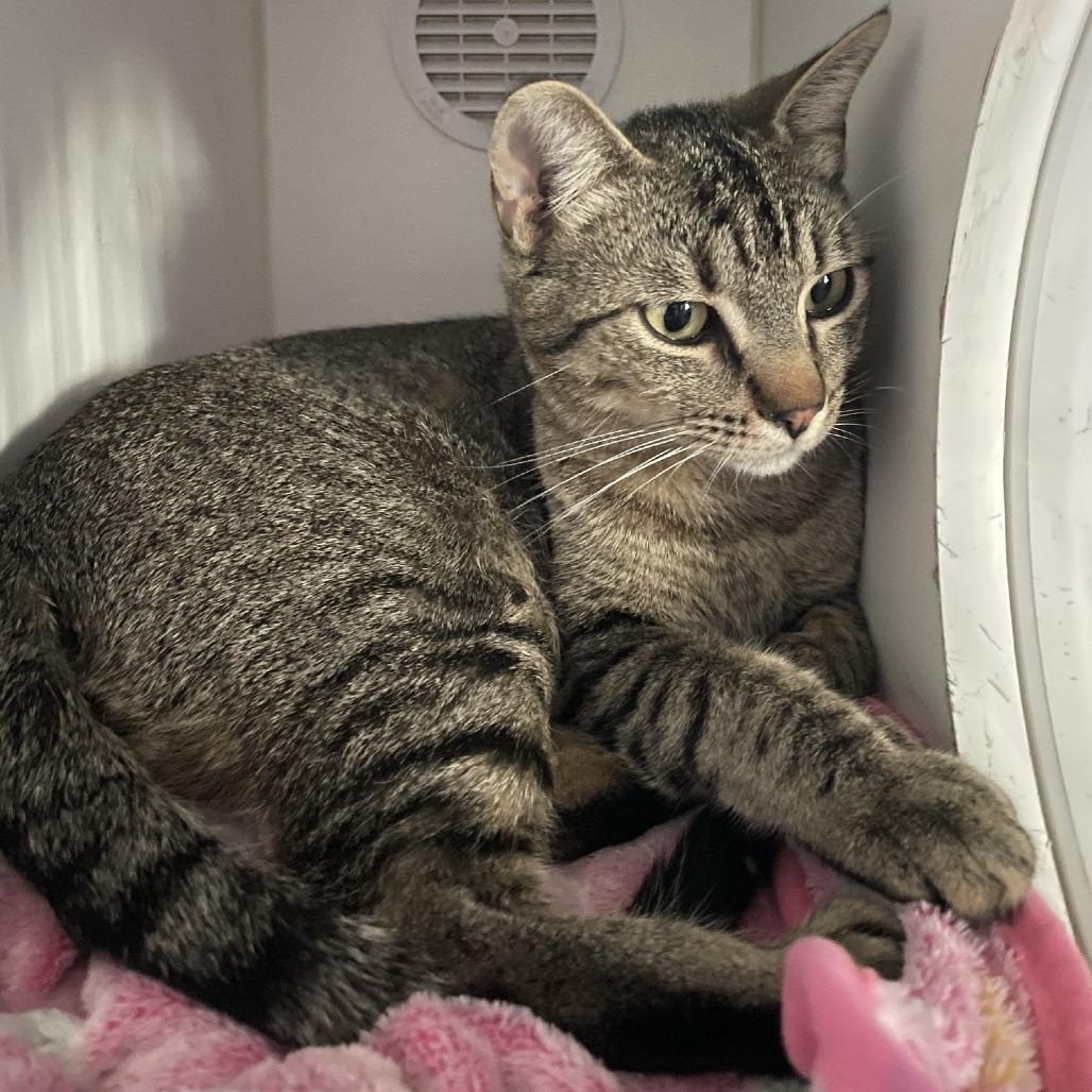 Sophie Sue, a Adoptable Domestic Short Hair in Prescott, AZ image 3/6