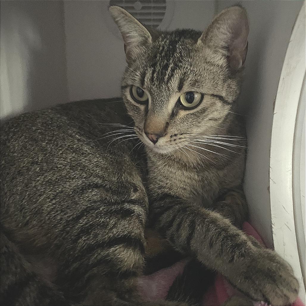 Sophie Sue, a Adoptable Domestic Short Hair in Prescott, AZ image 4/6