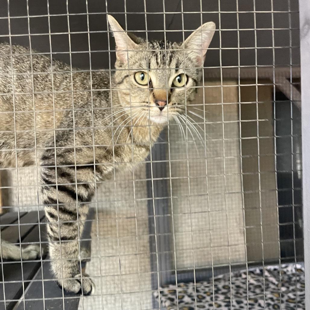Sophie Sue, a Adoptable Domestic Short Hair in Prescott, AZ image 5/6