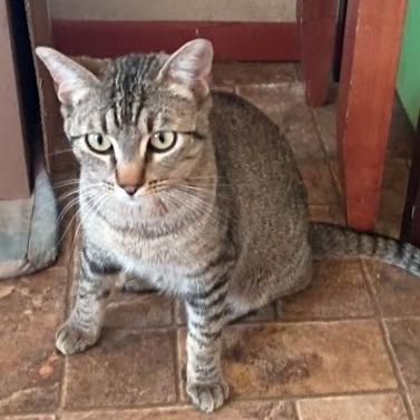 Sophie Sue, a Adoptable Domestic Short Hair in Prescott, AZ image 6/6