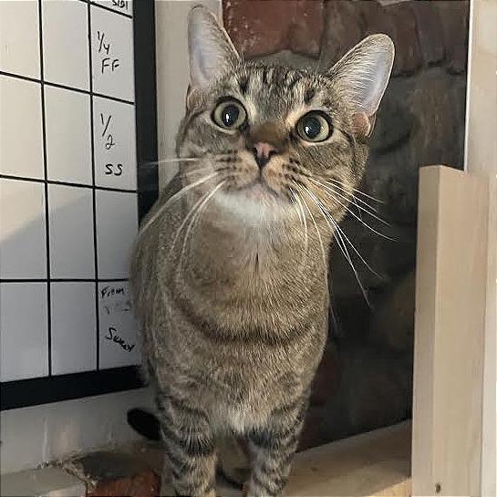 Enlarge Sophie Sue, a Adoptable Domestic Short Hair in Prescott, AZ image 5/5
