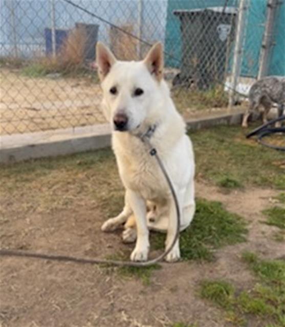 Marsh, an adopted Shepherd Mix in Thousand Oaks, CA_image-1