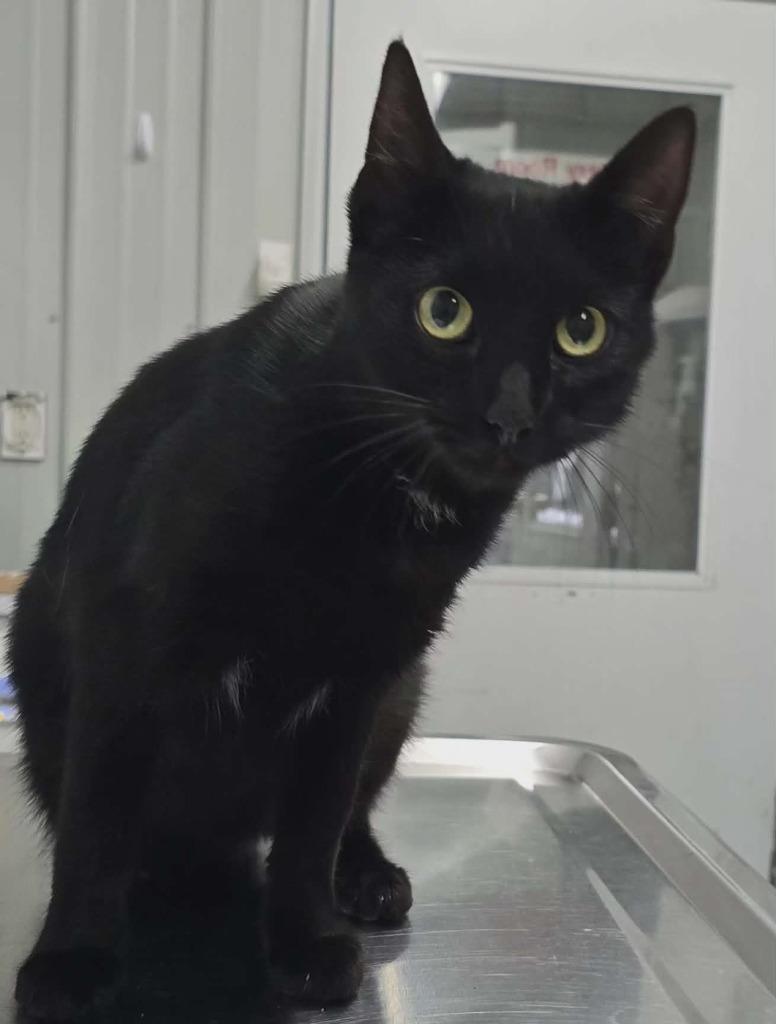 Mistle Toe, Adoptable, Young Female Domestic Short Hair.