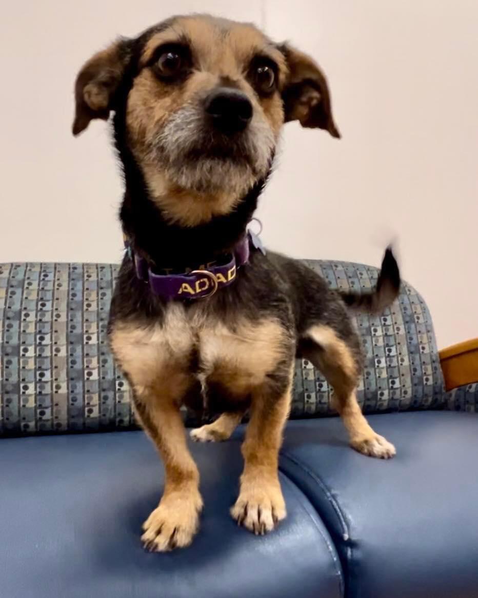 Ruthie, Adopted, Adult Female Dachshund.