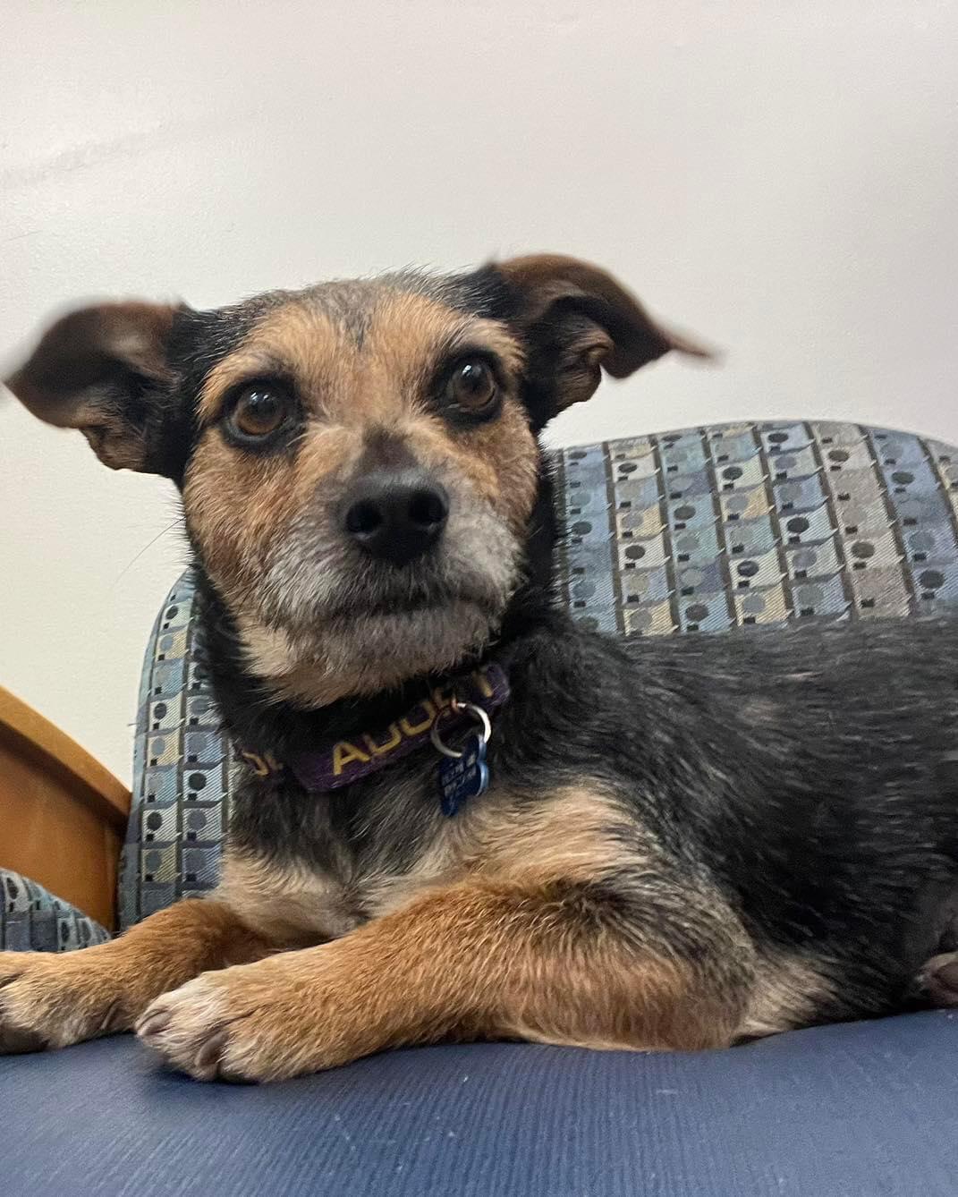 Enlarge Ruthie, a Adopted mixed breed in Gilbert , AZ image 2/6