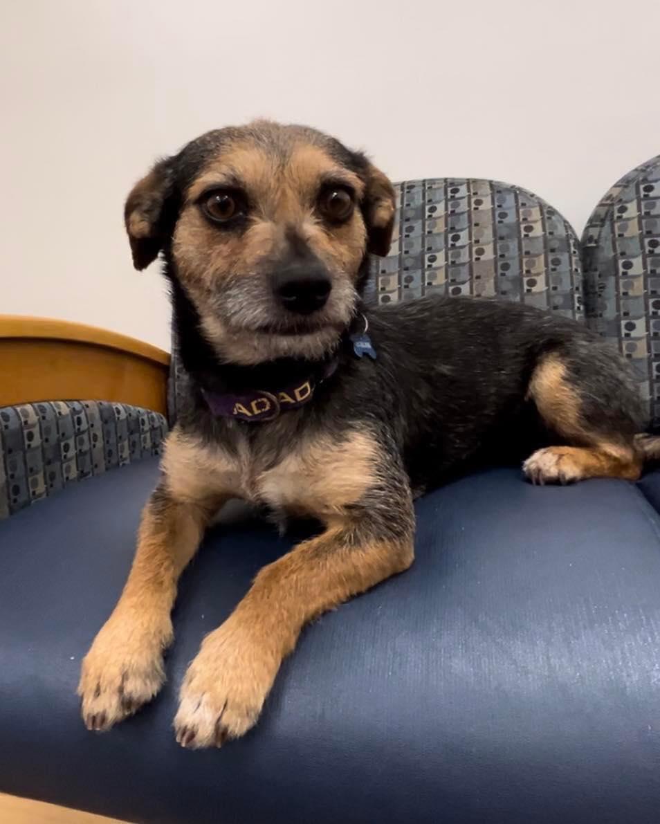 Enlarge Ruthie, a Adopted mixed breed in Gilbert , AZ image 3/6