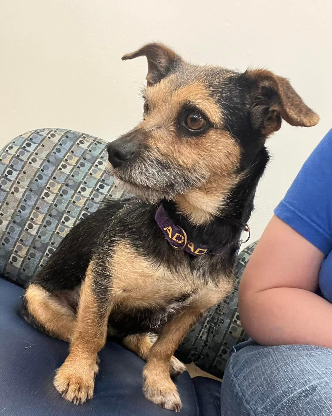 Enlarge Ruthie, a Adopted mixed breed in Gilbert , AZ image 5/6