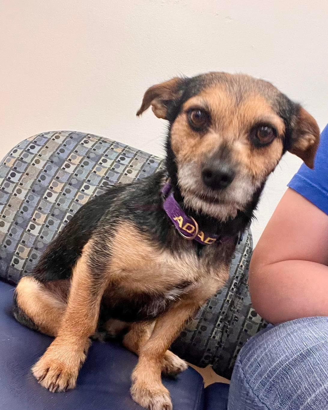 Enlarge Ruthie, a Adopted mixed breed in Gilbert , AZ image 6/6